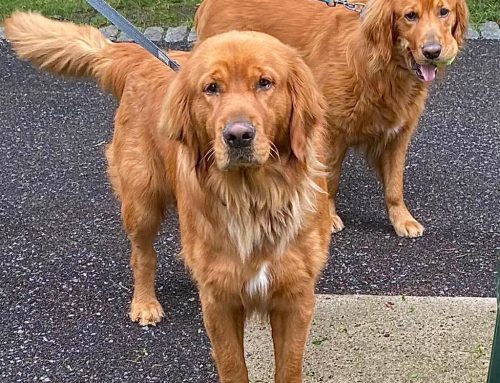 Cambridge city council gives state legislation supporting renters with pets two paws up