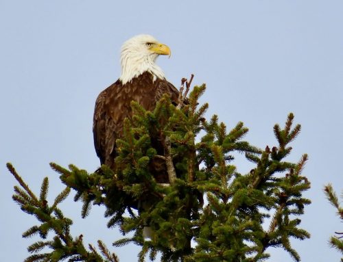 Mystic Lakes eagle “FAE” found dead